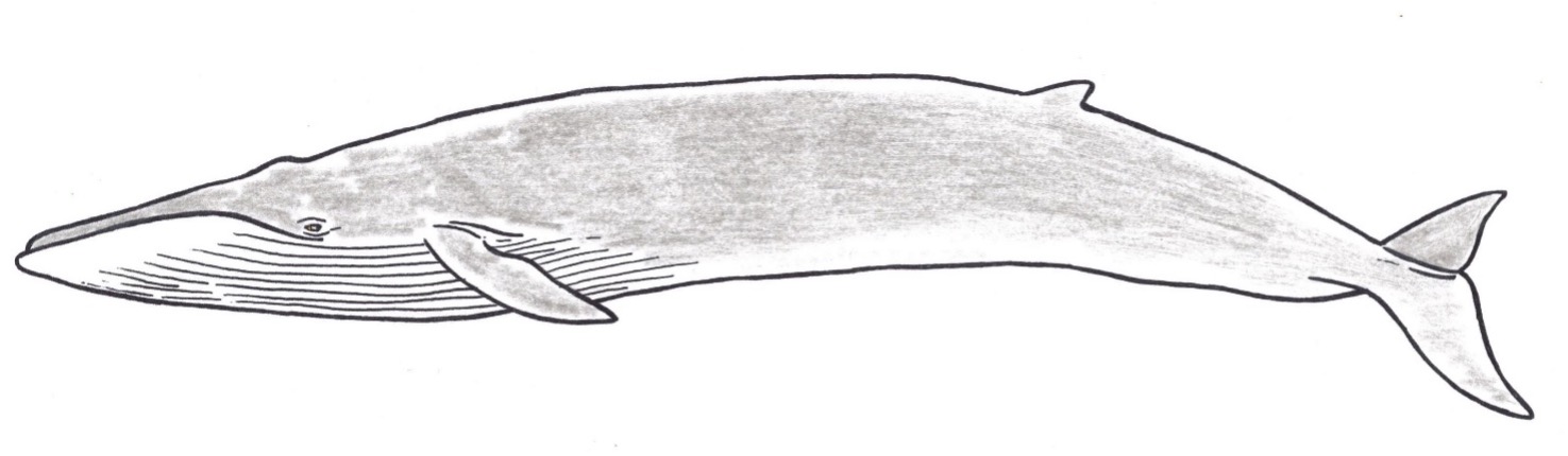 「シロナガスクジラ」