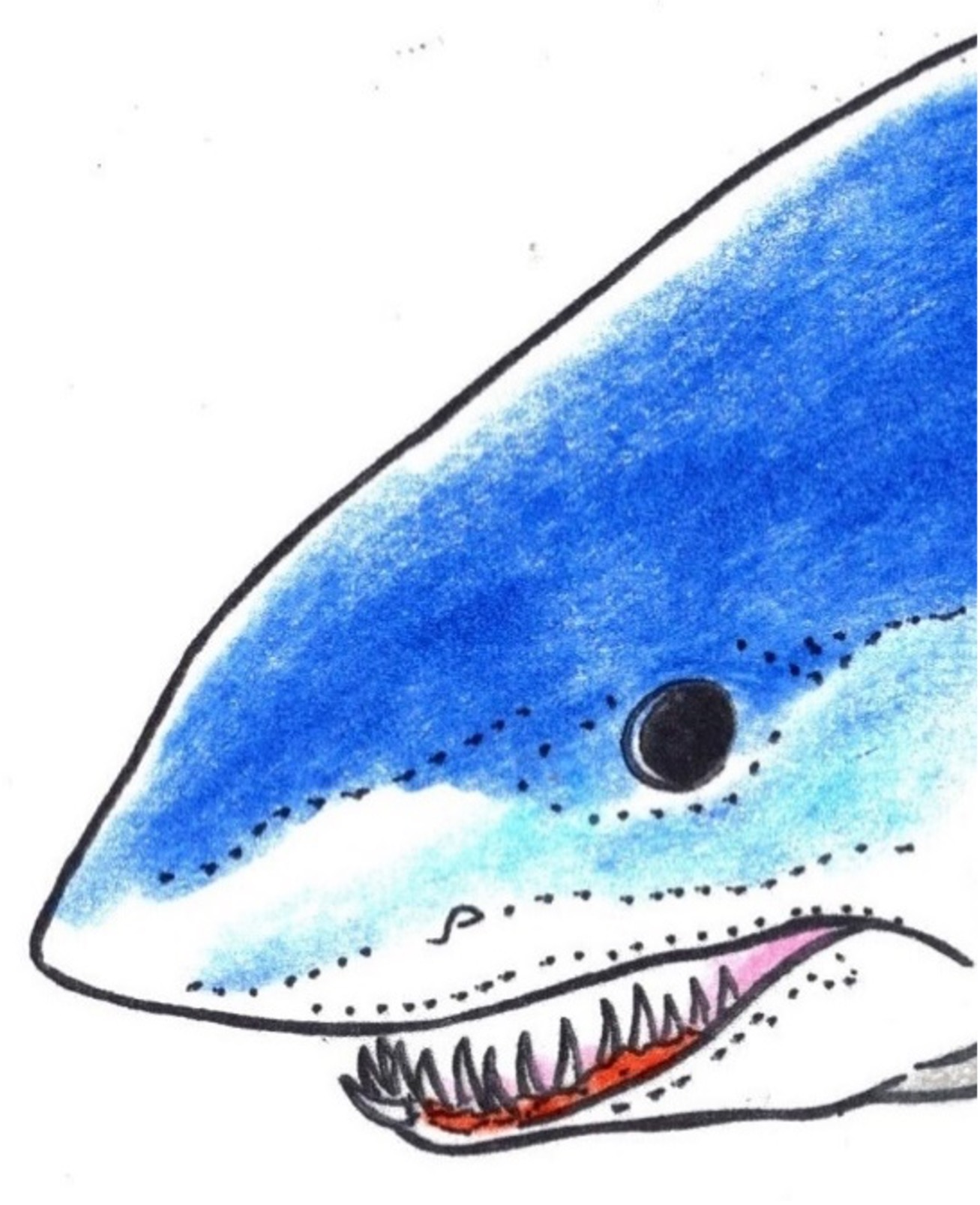 知られざるサメのヒミツ③サメの眼