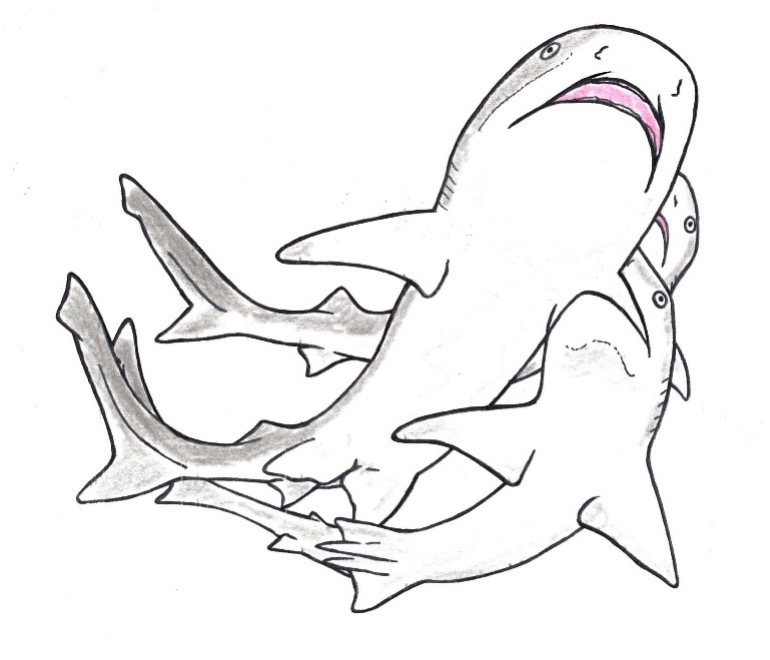 サメは繁殖方法も多様性に満ちている