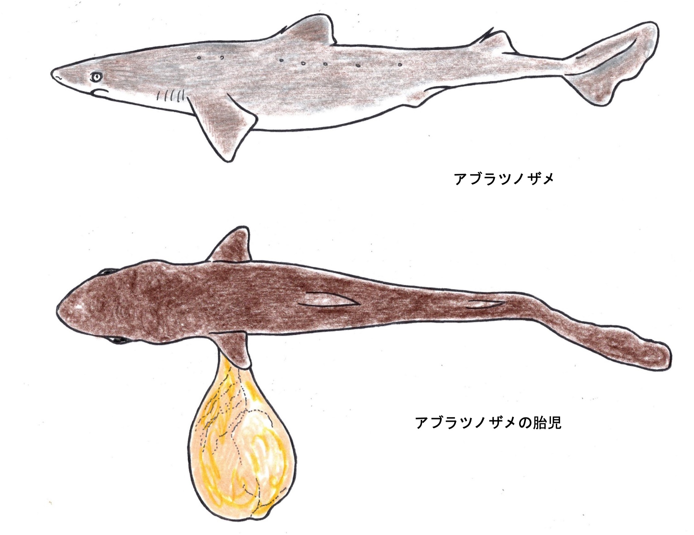 『パターン⑥胎生・卵黄依存型～胎仔が卵黄の栄養を吸収するサメ～』