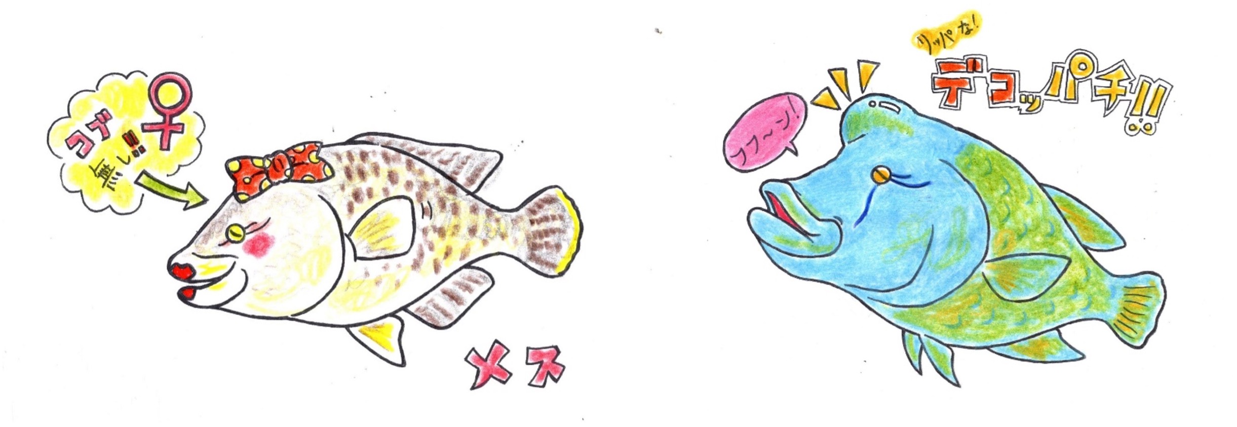 ナポレオンフィッシュは性転換する魚