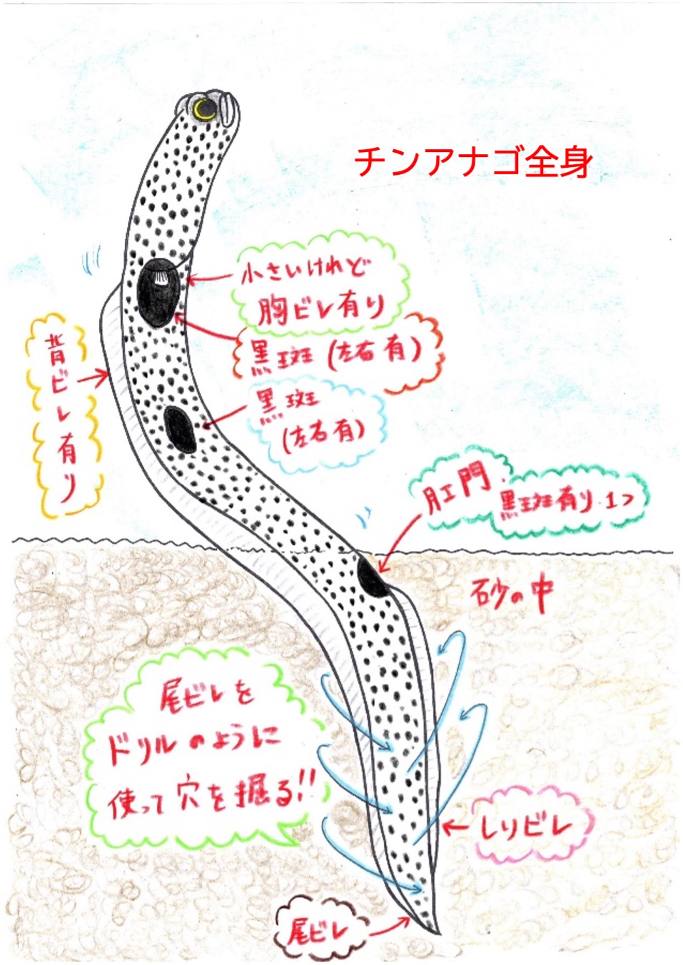 チンアナゴ全身