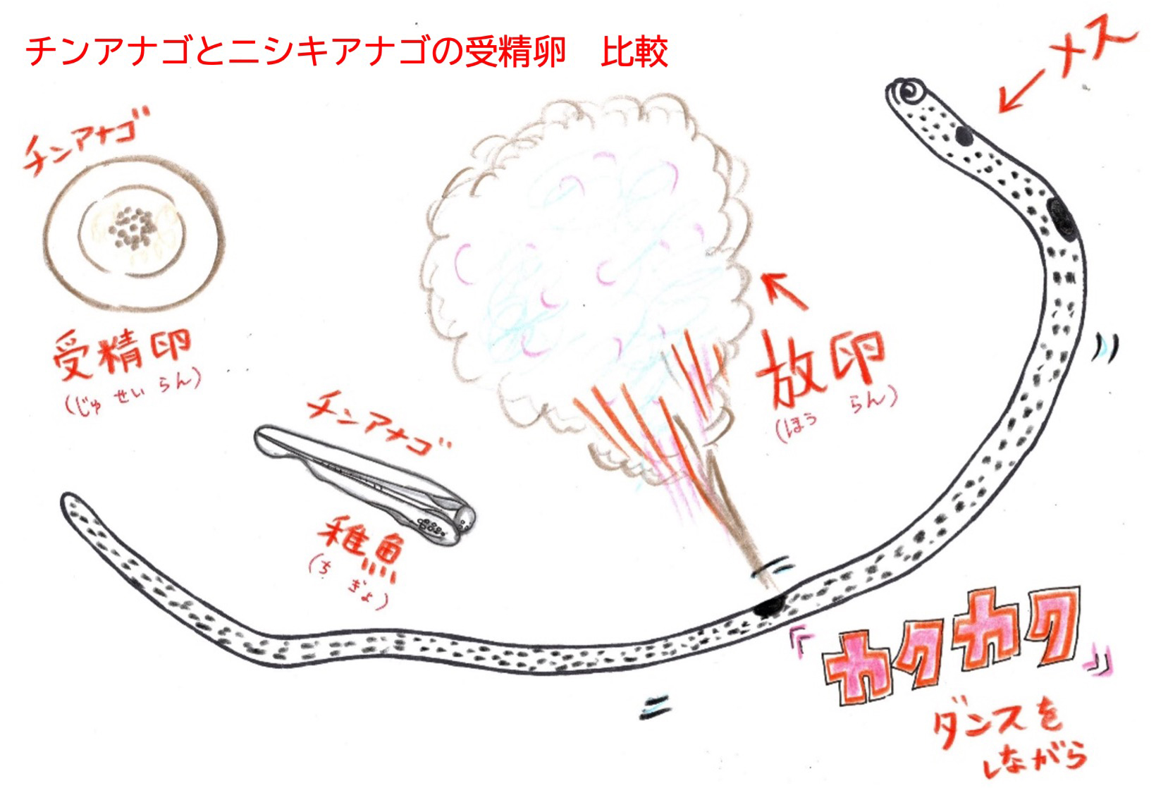 チンアナゴとニシキアナゴの受精卵　比較