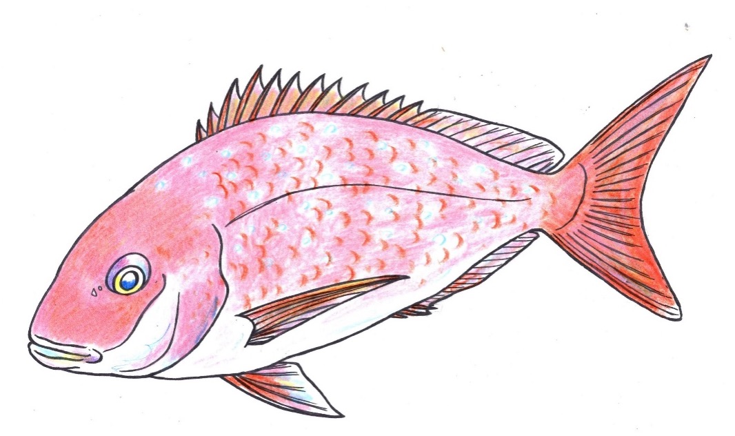 ＜日本の縁起の良い魚代表！お祝いの席にかかせないのは「おめでタイ」！！＞