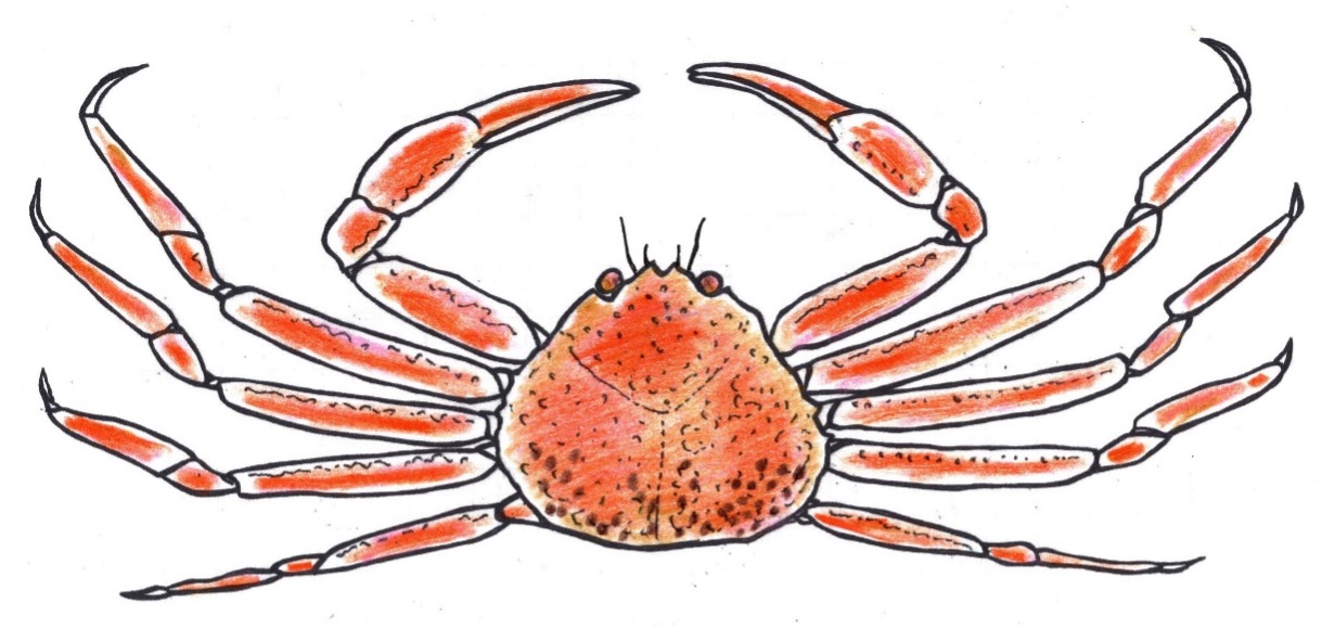 ＜お正月にカニ（ズワイガニ）が食べられることにも理由がある！＞