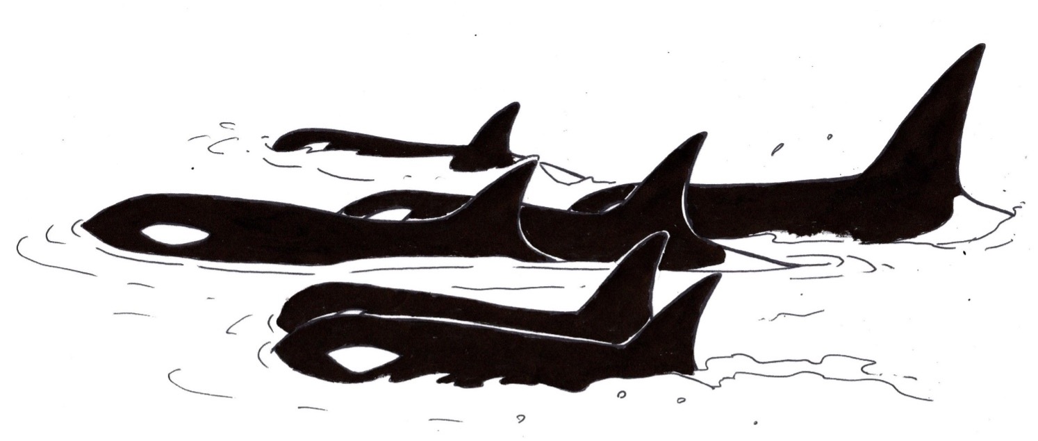 「シャチ」