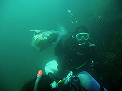 海班の潜水