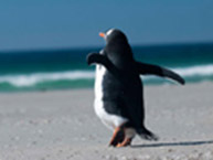  ~񎁂̎ʐ^WuPENGUIN ISLANDv
