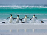  ~񎁂̎ʐ^WuPENGUIN ISLANDv