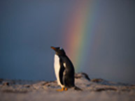 ~񎁂̎ʐ^WuPENGUIN ISLANDv