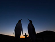  ~񎁂̎ʐ^WuPENGUIN ISLANDv