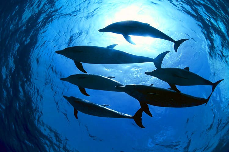 海